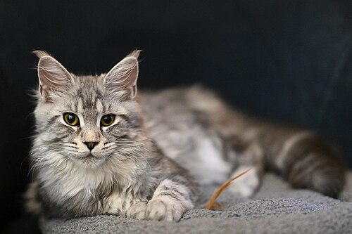 A beautifull cat